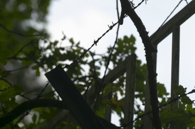 Çürüme ve dayanıklılığın kentsel sınırı, şehir sınırlarındaki çelişkili dokular, yapraklı aşırı büyümeyle iç içe geçmiş engebeli çitler, kentsel kenar mahalleleri şekillendiren metal ve bitki hayatının karışımı.