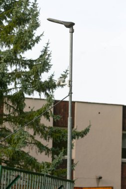 Şehir lambası sahnesi, ağaçların ve evlerin yakınındaki sokak lambası, yeşillikle şehri aydınlatan metal direk, çam ağaçları ve sessiz gökyüzünün altındaki yerleşim yerlerinin yanındaki sokak lambasını gösteren şehir manzarası.