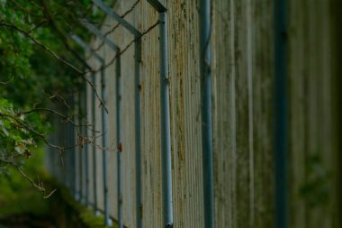 Yosun kaplı beton duvar ve çit çerçeveli park yolu, aşırı büyümüş yeşillik metal direkler arasında sıkışma, nemli doku, yumuşak ışık, sinematik kentsel orman ruh hali bahçıvanı çevre teftişi,