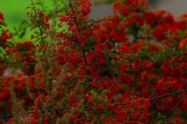 Kuşlar böğürtlen yer, tüylü hayvanlar kara dutlarla beslenir, gece gölgeleri karanlık ve korunaklı meyve kümeleriyle beslenir. Karanlıktaki kuşlar, yırtıcılardan sıkıca toplanmış dutların tadını çıkarırlar.