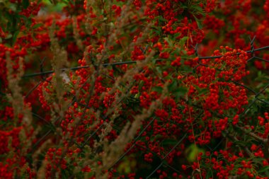 Canlı böğürtlen manzarası, kırsal yerleşim yerinin yakınındaki parlak yapraklı parlak dutların kapatılması, kırsal bölgelerdeki engebeli bitki gövdeleri arasında gelişen canlı kırmızı böğürtlenlerin samimi manzarası.