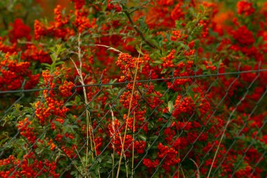 Portakallı yaprakların üzerinde yumuşak bir parıltı, parlak dut kümeleriyle sıcak bir akşam sahnesi, aydınlatılmış kırmızı böğürtlenler ve hafifçe bulanık komşuluk arka planının yer aldığı huzurlu bir akşam.