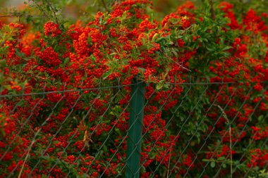 Meyvemsi kır manzarası, kırmızı dutlar kırsal çitleri süslüyor, canlı kırmızı meyveler huzurlu kırsal yollarda asılı duruyor, sulu kırmızı böğürtlenler kırsal çitleri ve çiftlik çitlerini incelikle örtüyor.
