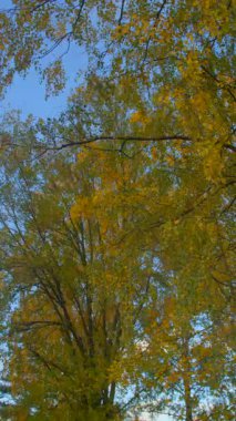 Adam dışarı atlıyor, erkek şovmen altın kaplamalı parkın altında ip atlıyor, beyaz erkek oyuncu parkta güneş ışığı altında ritimli ip atlama egzersizi yapıyor.