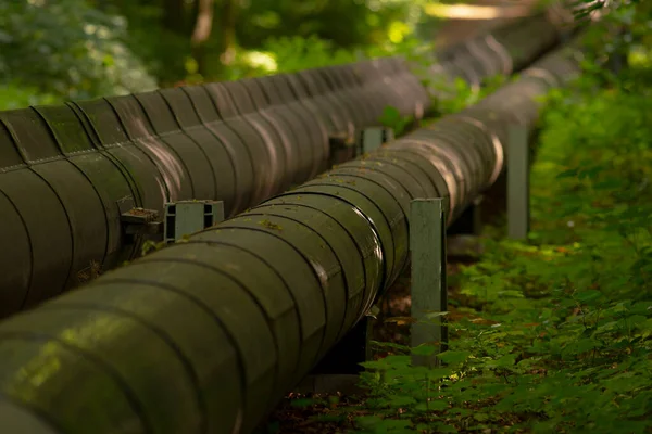 Sarmal boru hattı ve destek yapılarına sahip yeşil orman, fabrika boru hattı üzerinden geçen yeşil ormanlık alan, Mosscovered destekli ve güneş ışığı yansımalı.