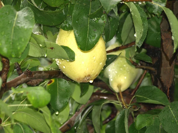 Armut yağmur damlaları ile bir ağaç üzerinde