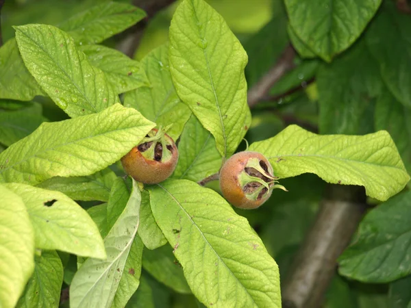 Mispel auf dem Baum — Stockfoto