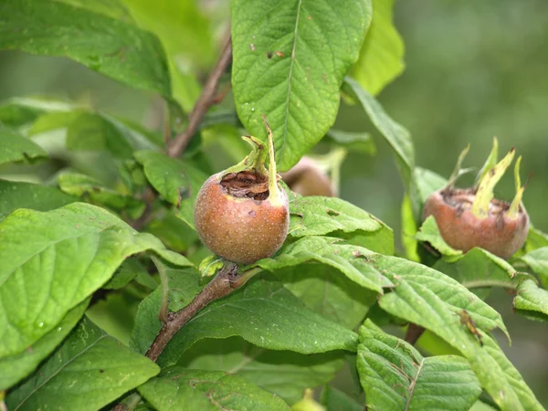 Mispel auf dem Baum — Stockfoto