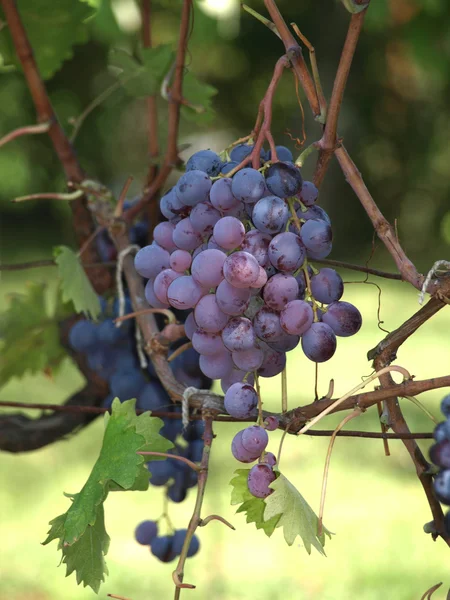 şarap üzümleri asmada
