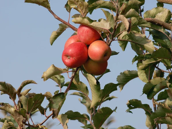 Apfelgarten mit roten reifen Äpfeln an den Bäumen — Stockfoto