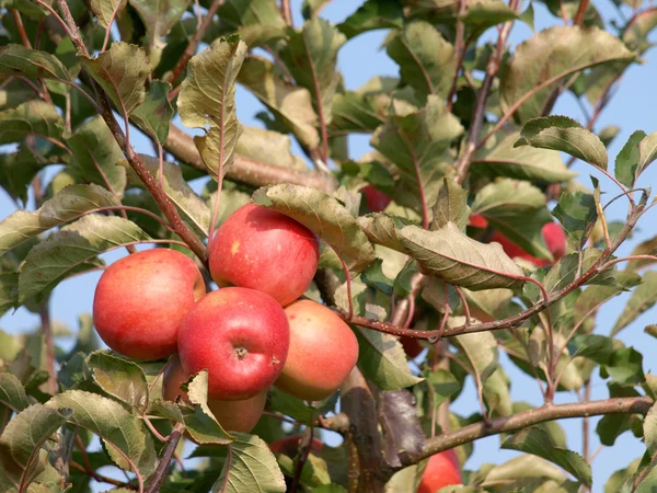 Apfelgarten mit roten reifen Äpfeln an den Bäumen — Stockfoto