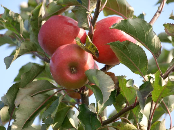 Apfelgarten mit roten reifen Äpfeln an den Bäumen — Stockfoto