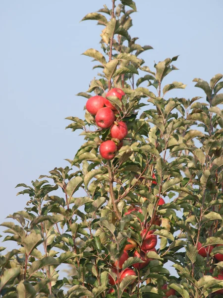 ağaçlar üzerinde kırmızı olgun elma ile elma bahçesi