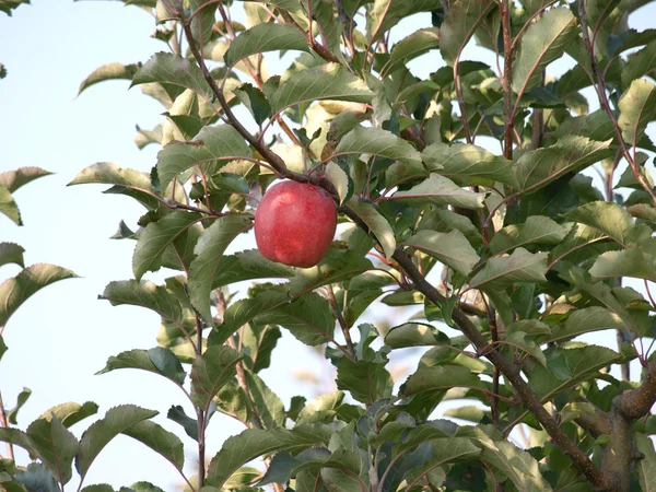 Última manzana en el árbol — Foto de Stock