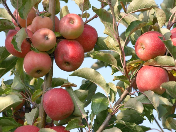 Äppelodling med röda mogna äpplen på träden — Stockfoto