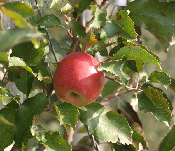 Der letzte Apfel auf dem Baum — Stockfoto