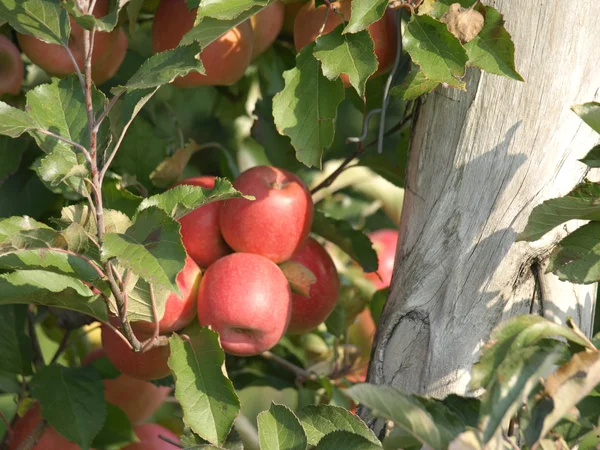 Frutteto di mele con mele mature rosse sugli alberi — Foto Stock