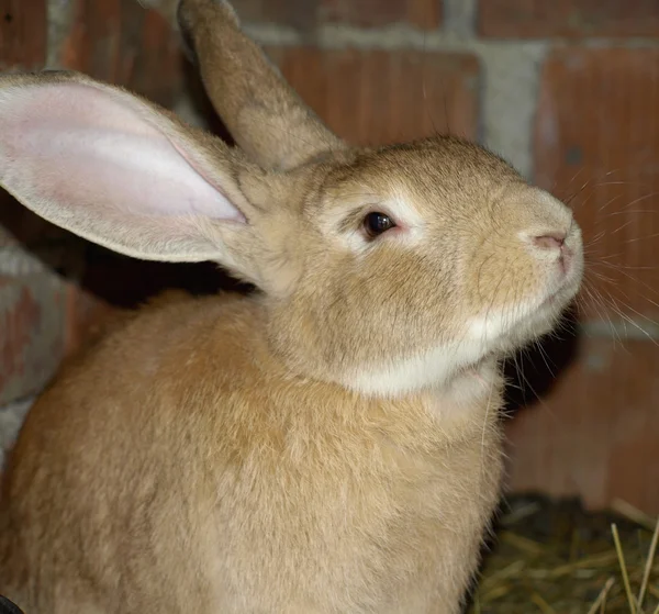 Hayvan çiftliği tavşan