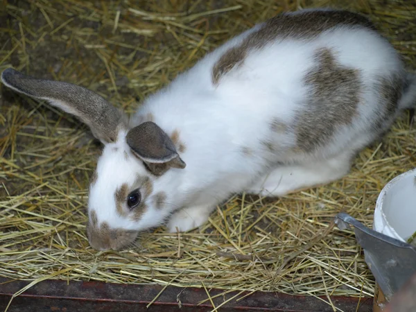 동물 농장 촬영 야외 토끼 허 치에서 토끼 — 스톡 사진