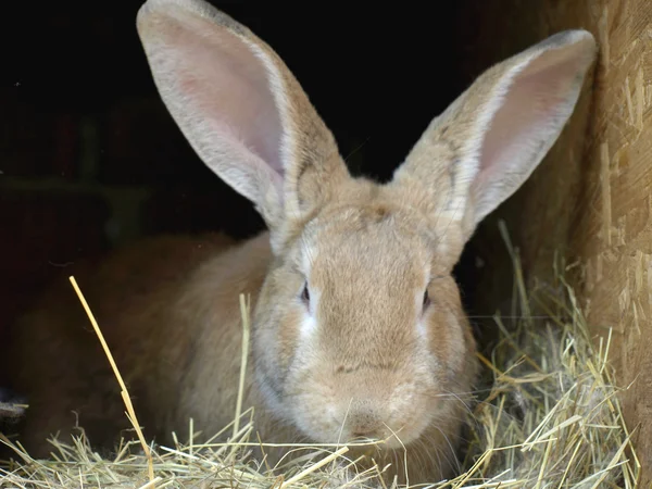 동물 농장에서 토끼 — 스톡 사진