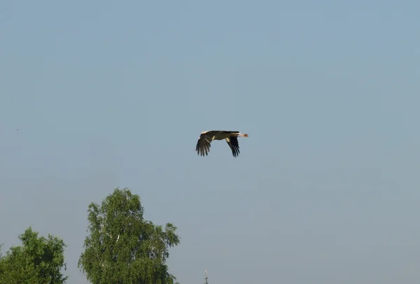 Leylek uçuş — Stok fotoğraf