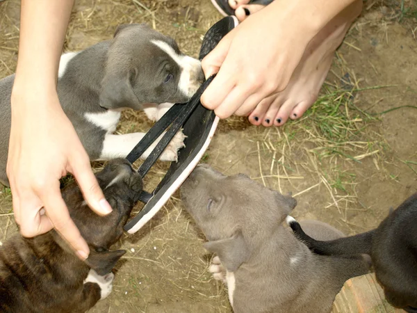 Puppies stafford — Stock Photo, Image