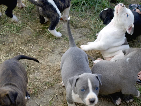 Cachorros stafford — Foto de Stock