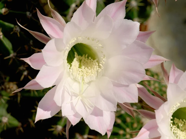 pembe kaktüs çiçek