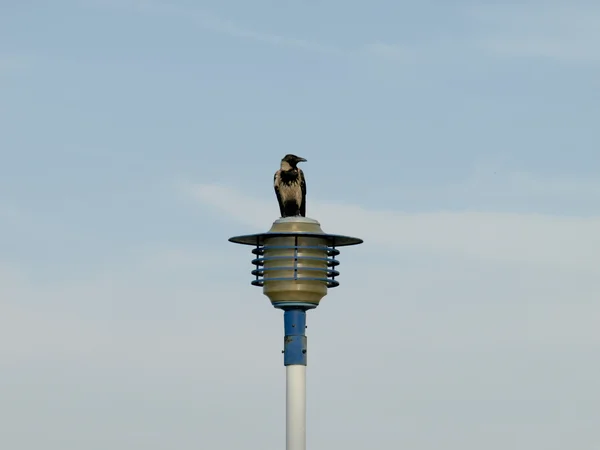 Street light and crow — Stock Photo, Image