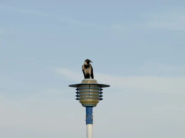 Street light and crow — Stock Photo, Image