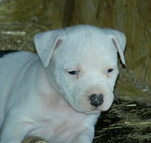 Albino stafford köpek yavrusu