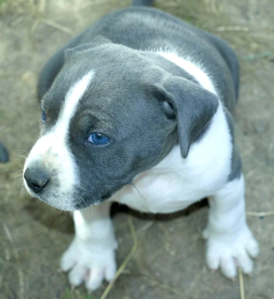 Cachorrinho stafford — Fotografia de Stock