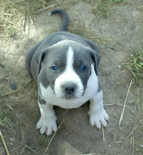 Cachorrinho stafford — Fotografia de Stock