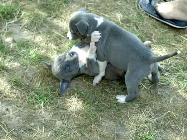 Cachorros de stafford — Fotografia de Stock