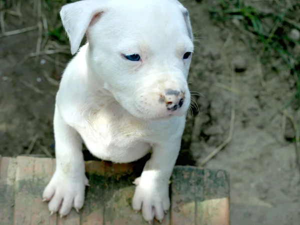 Cachorro albino stafford — Foto de Stock