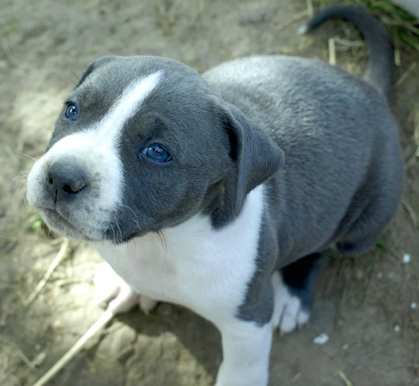 Cachorros stafford — Foto de Stock