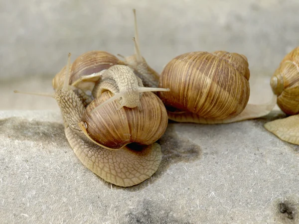 Slakken familie — Stockfoto