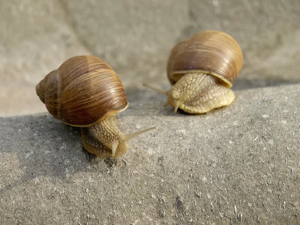 Slakken familie — Stockfoto