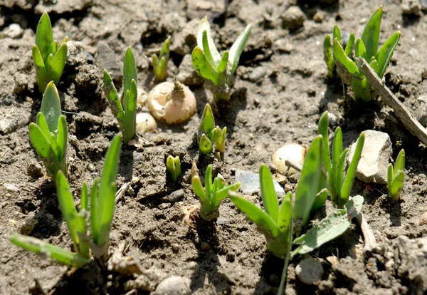 Planta de cultivo Imágenes de stock libres de derechos