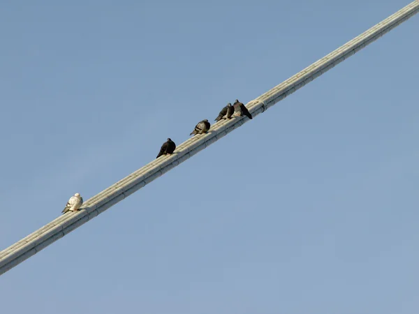 Pigeons resting — Stock Photo, Image