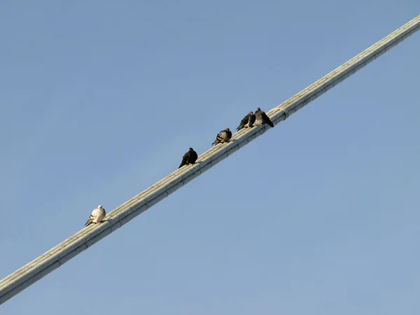 istirahat güvercinler 