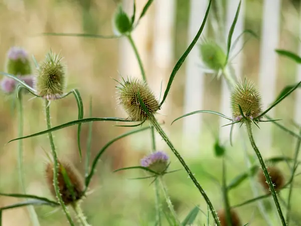 Onkruid bloemen — Stockfoto