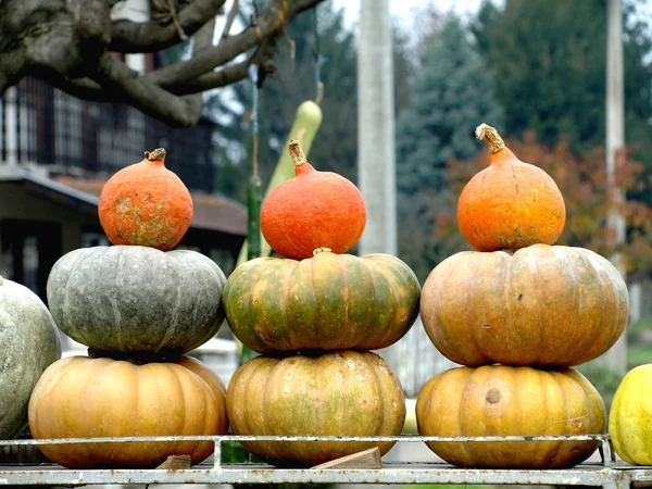 Autumn pumpkins — Stock Photo, Image