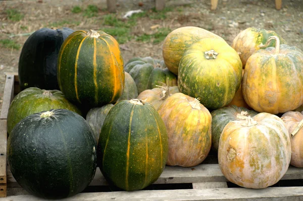 Autumn pumpkins — Stock Photo, Image