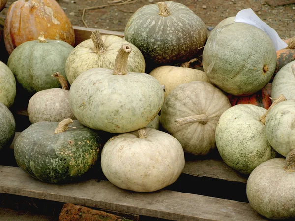 Autumn pumpkins — Stock Photo, Image