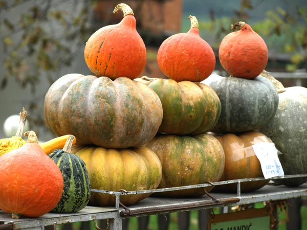 Autumn pumpkins — Stock Photo, Image