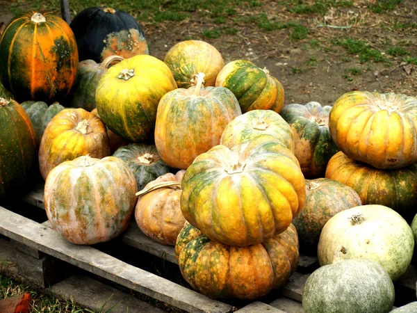 Autumn pumpkins Stock Photo