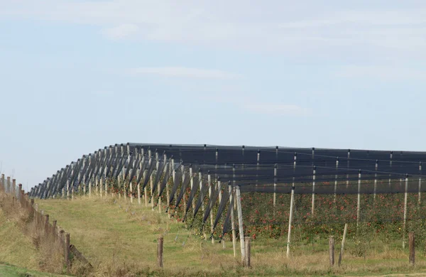 Apple orchard — Stock Photo, Image