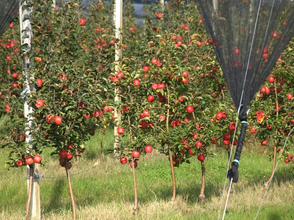 Verger de pommes — Photo