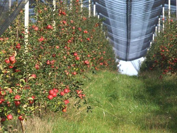 Apple orchard — Stock Photo, Image